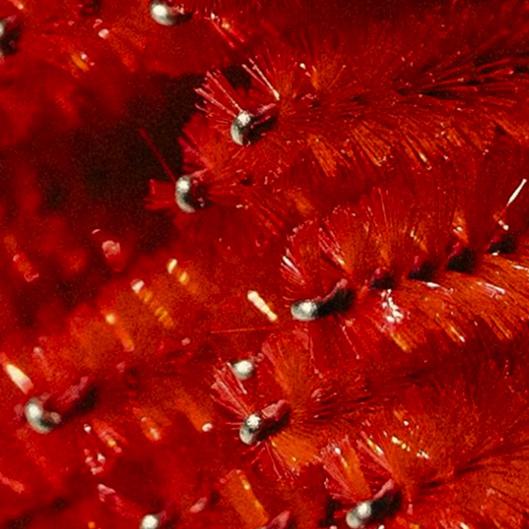 Holiday Gift Card Bonus